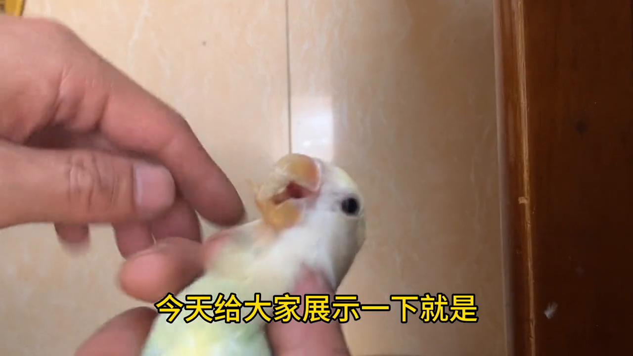 牡丹鹦鹉的喙长了是什么原因,牡丹鹦鹉下喙过长怎么办