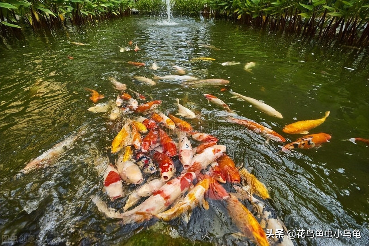 锦鲤怎么养最简单,锦鲤适合新手养吗怎么养