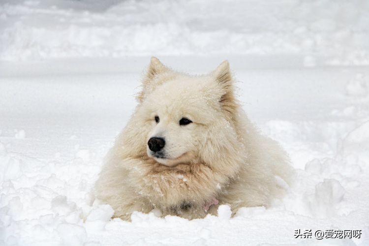 每天了解一种猫波斯猫,萨摩耶狗狗的日常生活