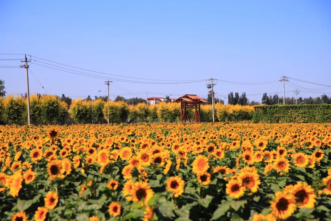 北京周边的向日葵花海,顺义向日葵花海