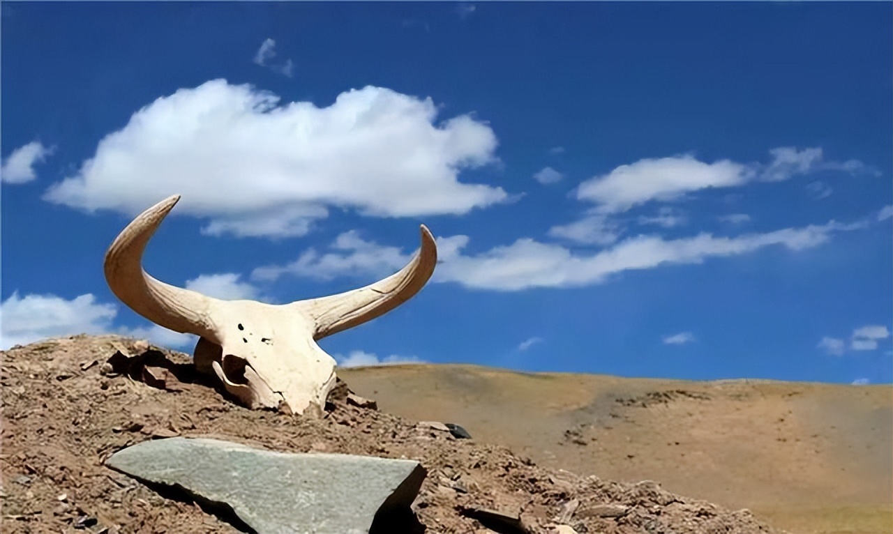 可可西里失踪女孩的真实原因,可可西里失踪的女孩有两次活命