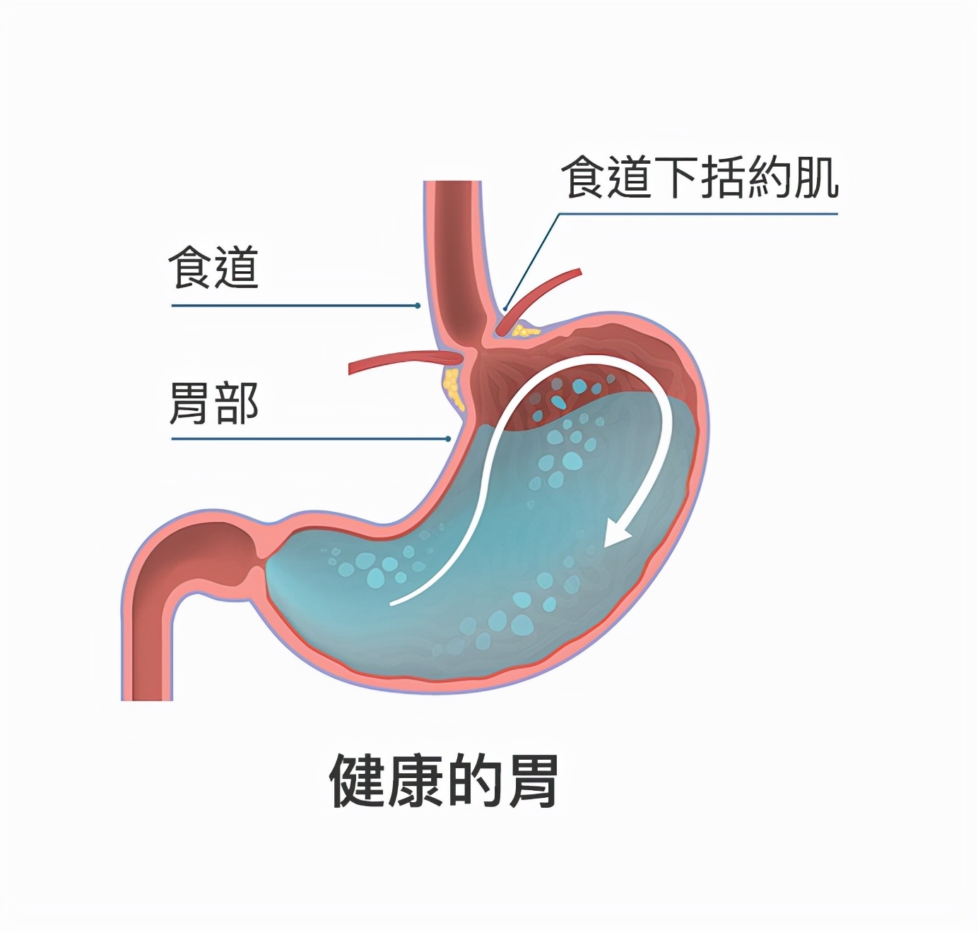 隐私部位也可能寄生！蚂蟥不小心吃下肚，会在人体内长期存活吗？