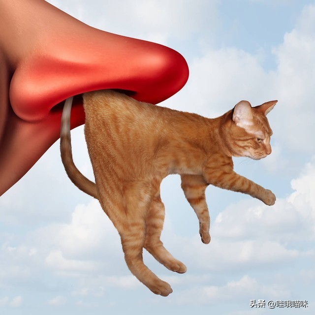 对猫咪过敏不是绝症，这些方法或许能帮到你