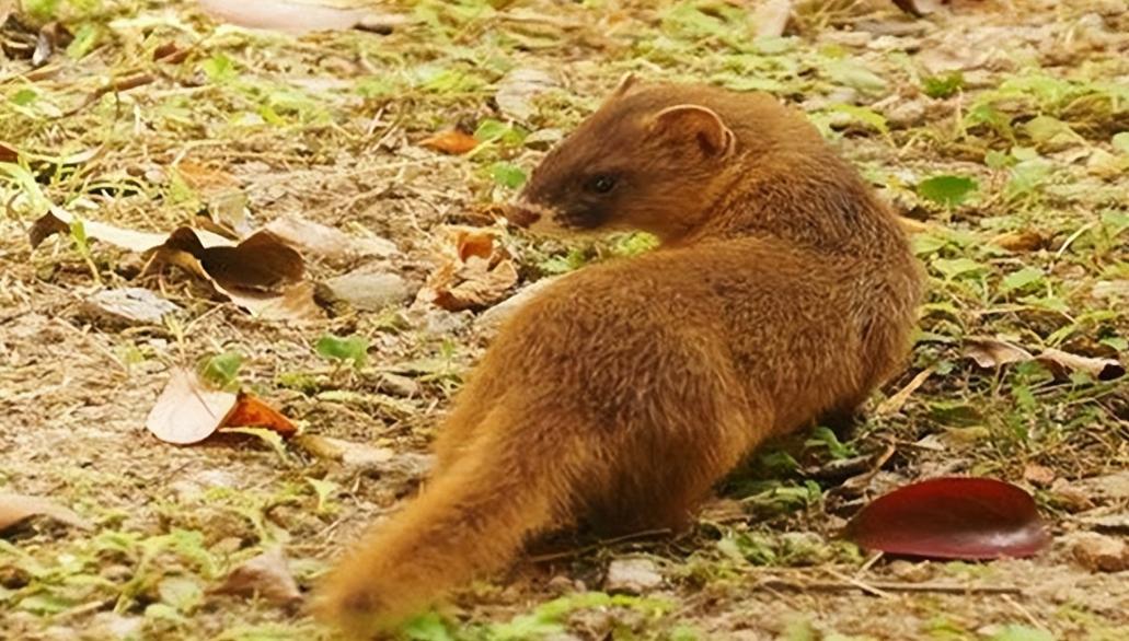 李时珍为什么不吃黄鼠狼呢,为什么黄鼠狼不宜吃