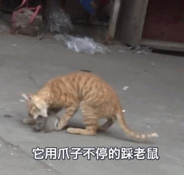 猫抓住老鼠后为什么老鼠放弃抵抗,猫抓住老鼠为什么要玩