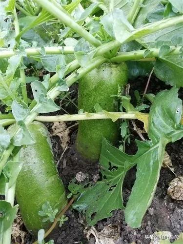 美食攻略诗,杭州美食诗