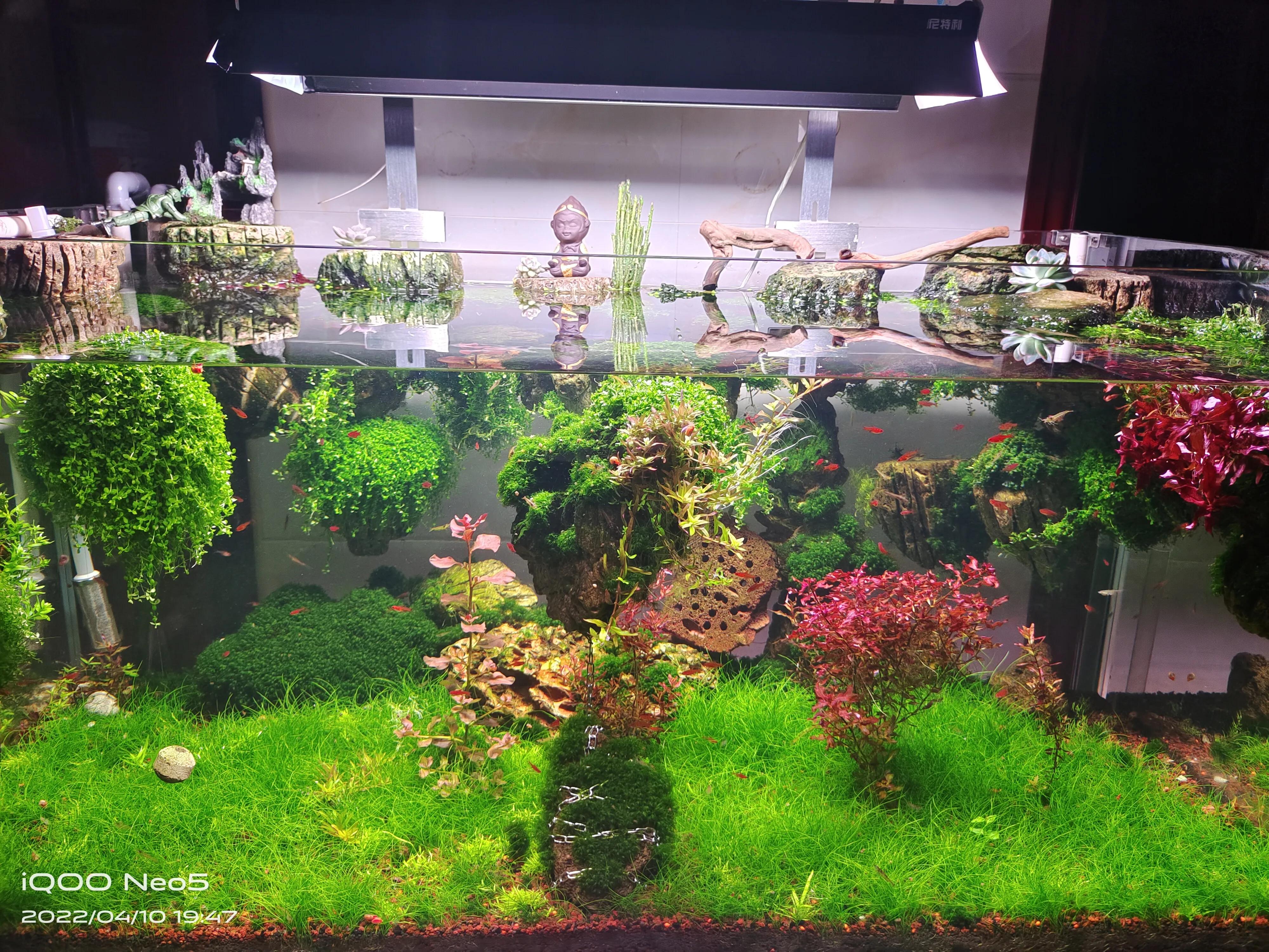 水族草缸爆绿丝藻怎么办,水草缸绿藻的养殖方法