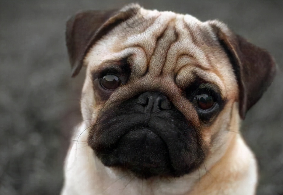 巴哥犬好养吗有什么优缺点,巴哥犬为什么不建议新手养