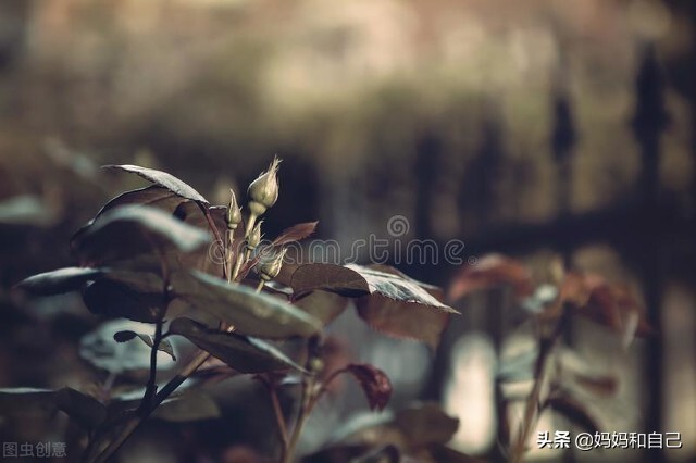 全职妈妈做微商小感悟,一位宝妈的心酸自述做微商