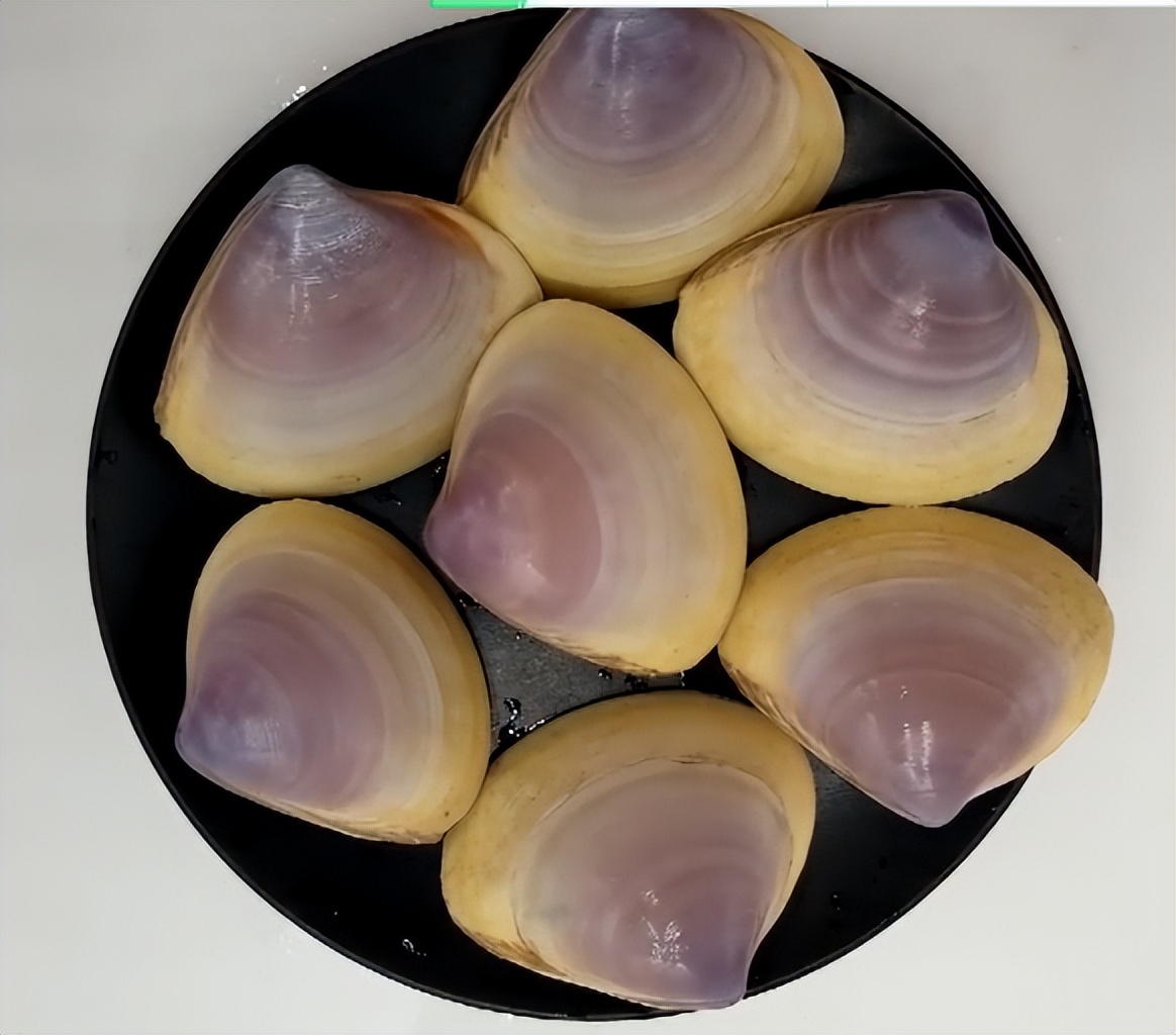 海南海鲜贝类有哪些,海南海鲜贝类