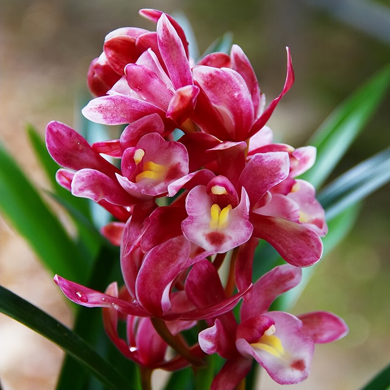 此兰正值盛花期,什么兰既好养开花又香