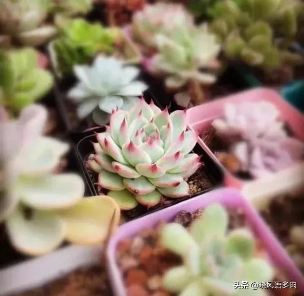 多肉晒太阳技巧,多肉小苗春天可以全天晒太阳吗
