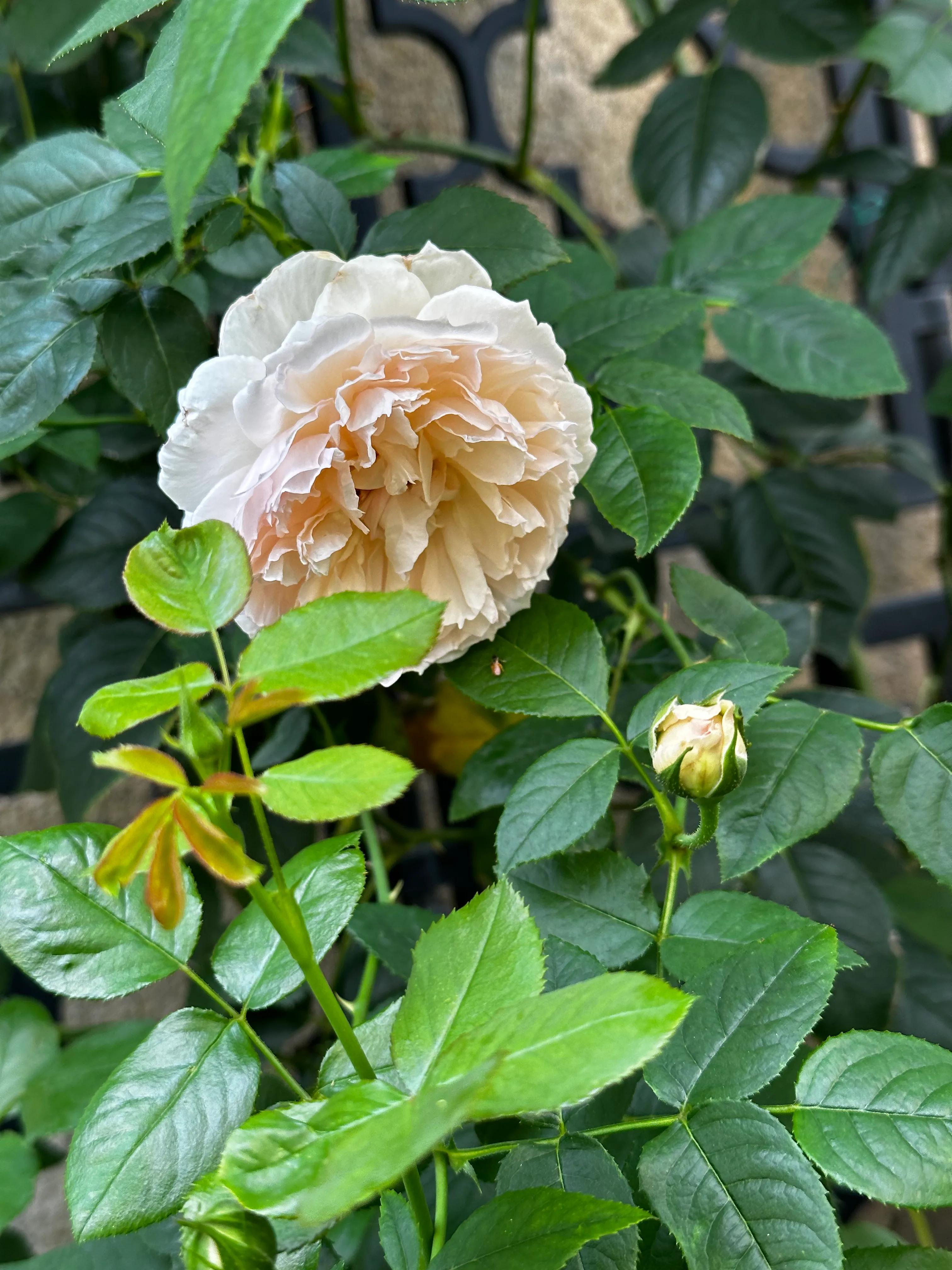 多季节开花的月季有哪些,夏天月季开花不标准