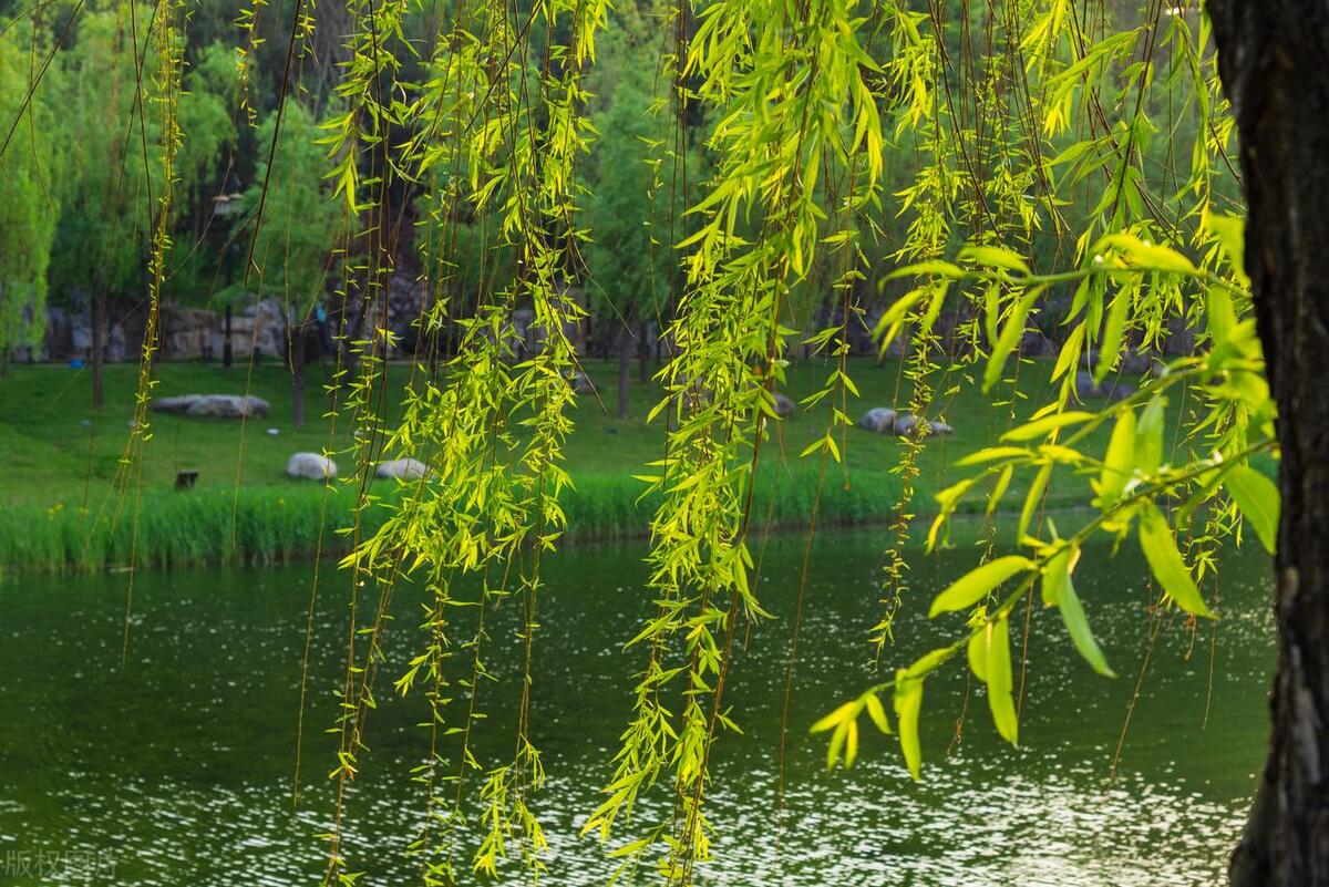 柳树枝的诗词,写柳树最经典的古诗词