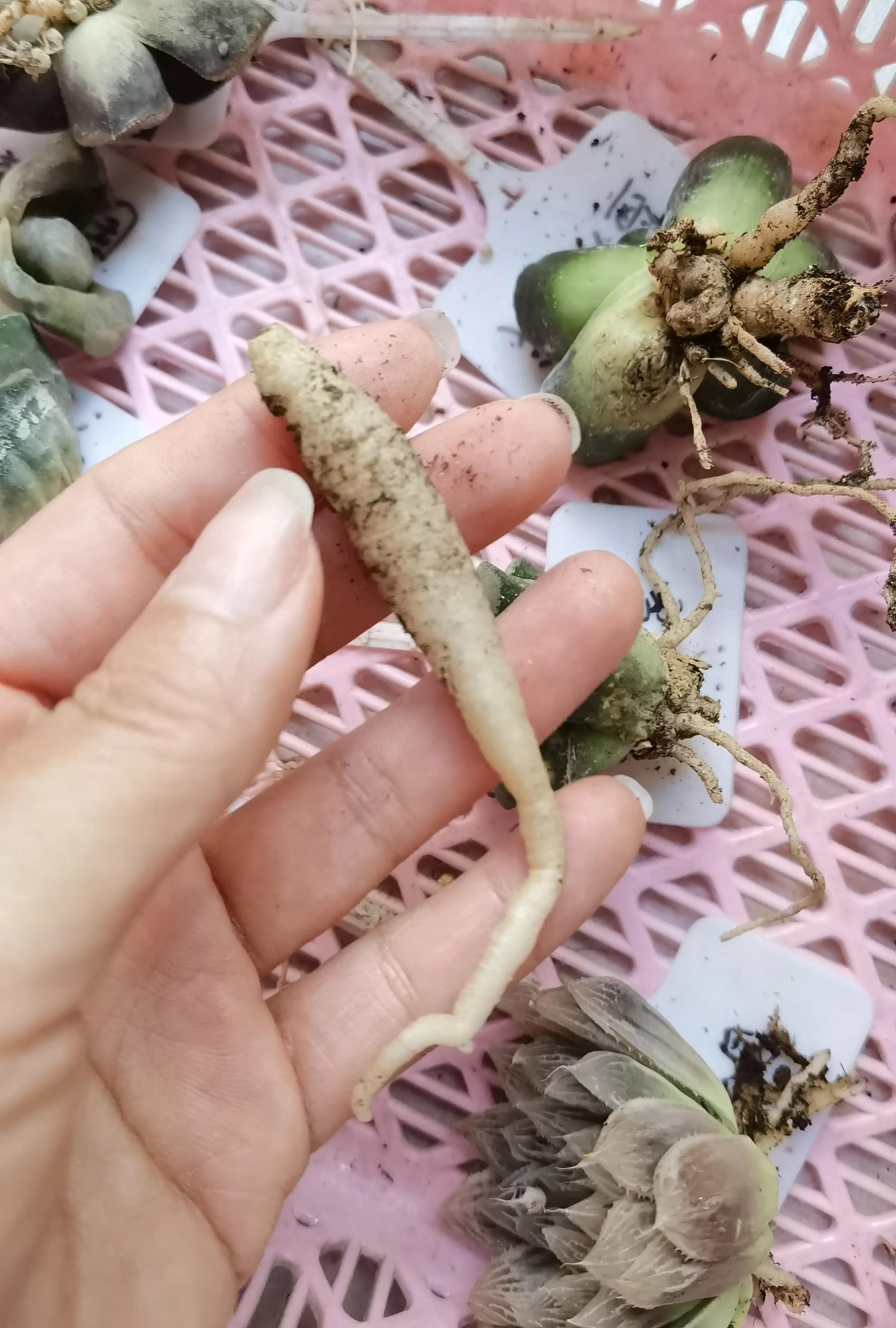 玉露种子怎么种,从种子开始种玉露