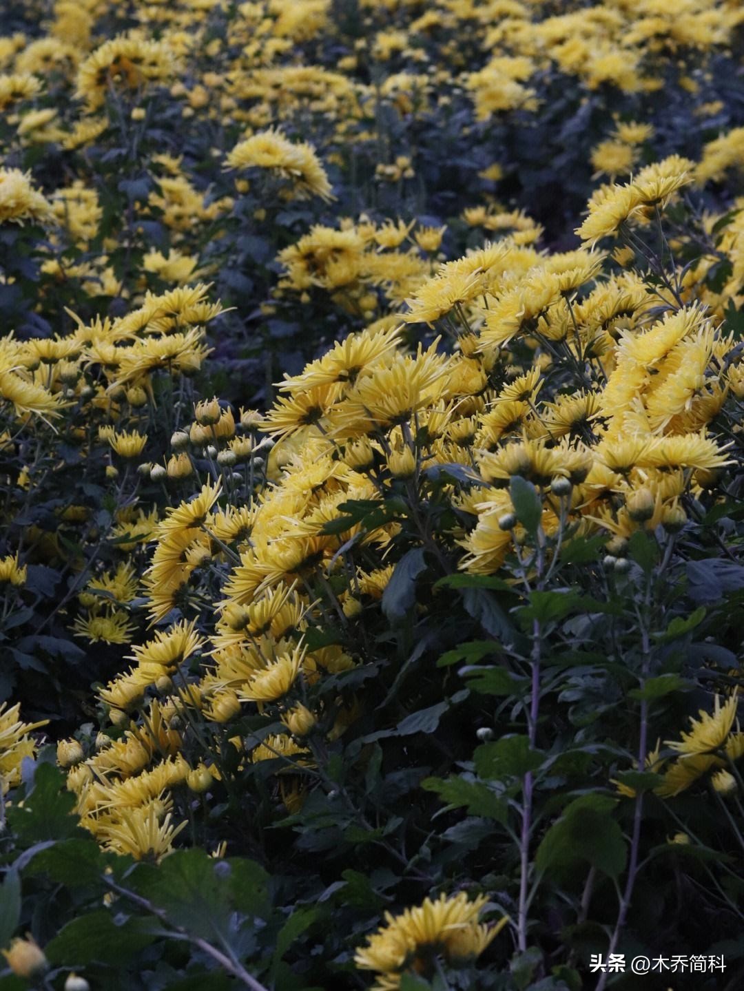 民俗文化中菊花的象征意义,菊在古代的象征意义和品质