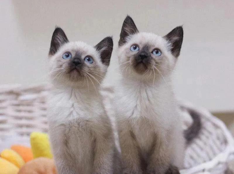 灰色猫咪是什么品种,玳瑁猫咪是什么品种