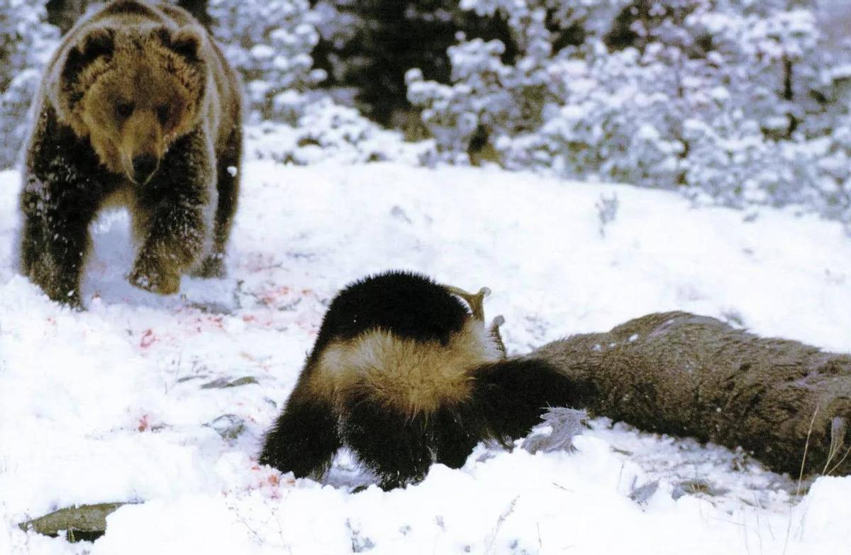鼬科里平头哥是不是最厉害,鼬科最强猛兽