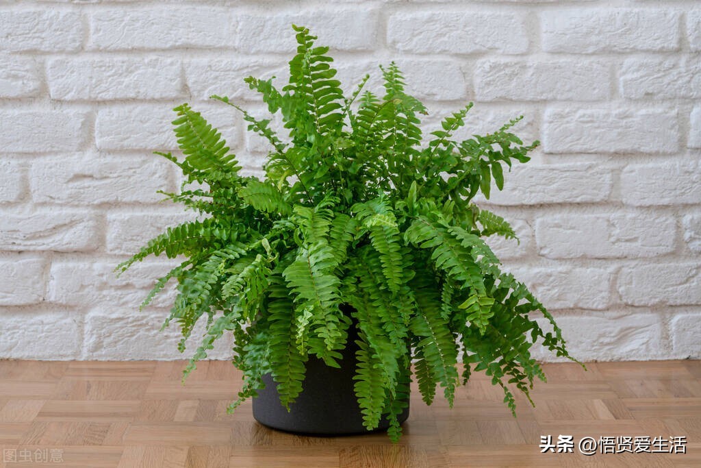 装修房子吸甲醛最好的是什么植物,新房入住有什么植物适合吸甲醛