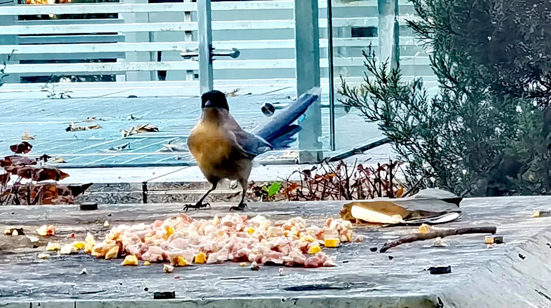 「天下奇观」喜鹊到底算什么鸟活见大妈喂喜鹊吃食真相