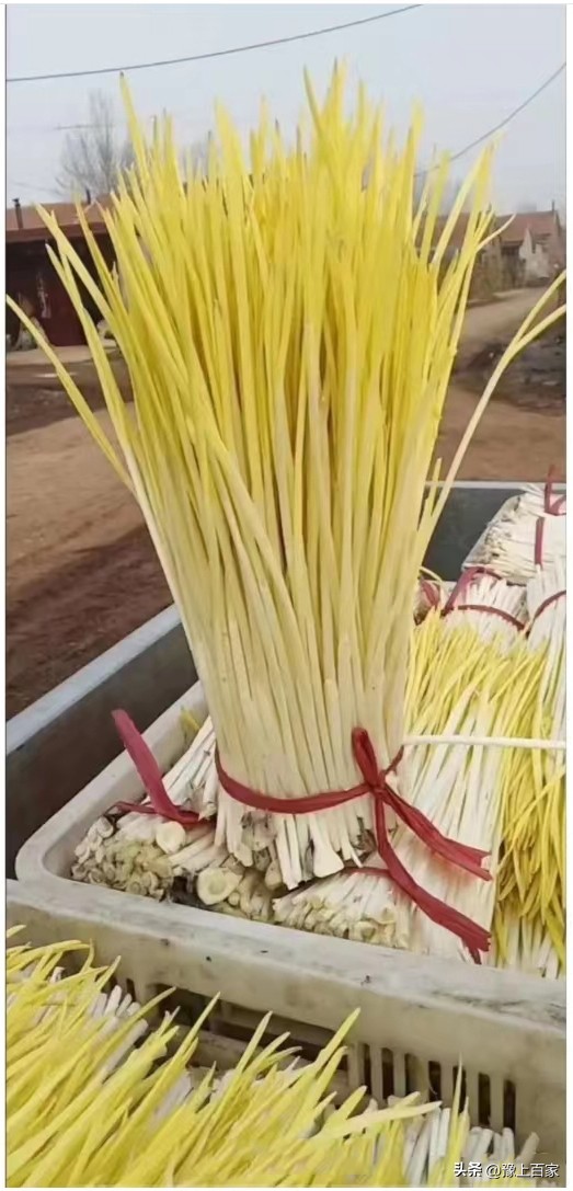 独头大蒜和普通大蒜的区别,脖子上套大蒜有什么科学依据吗