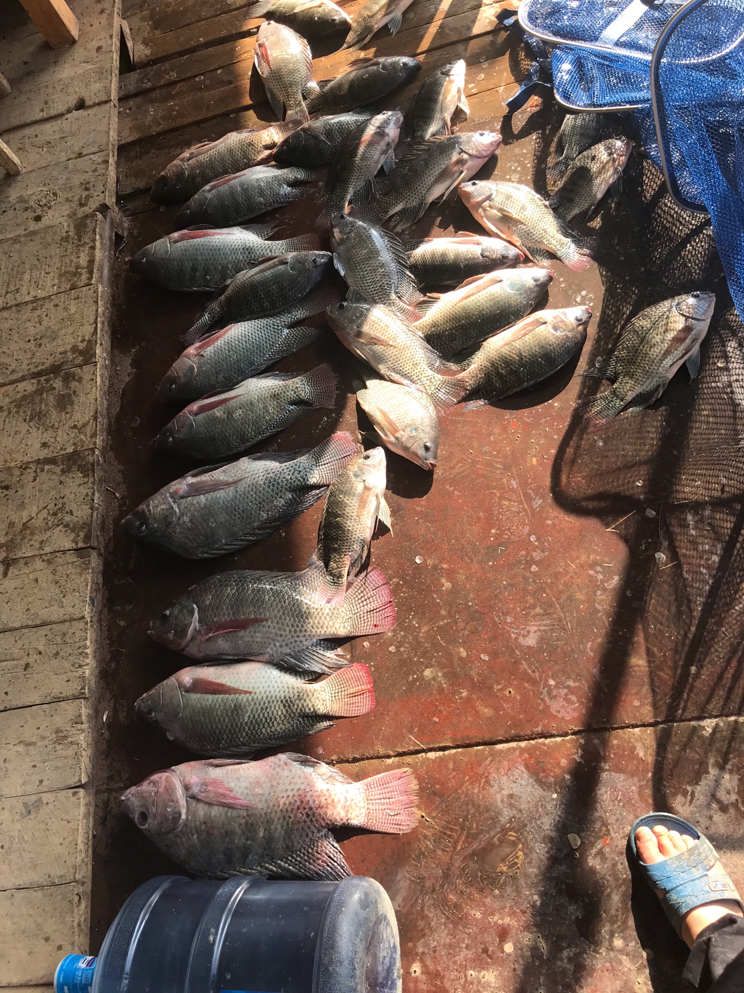 臭水沟中的罗非鱼为啥不能吃,臭水沟里的罗非鱼可以养可以吃吗