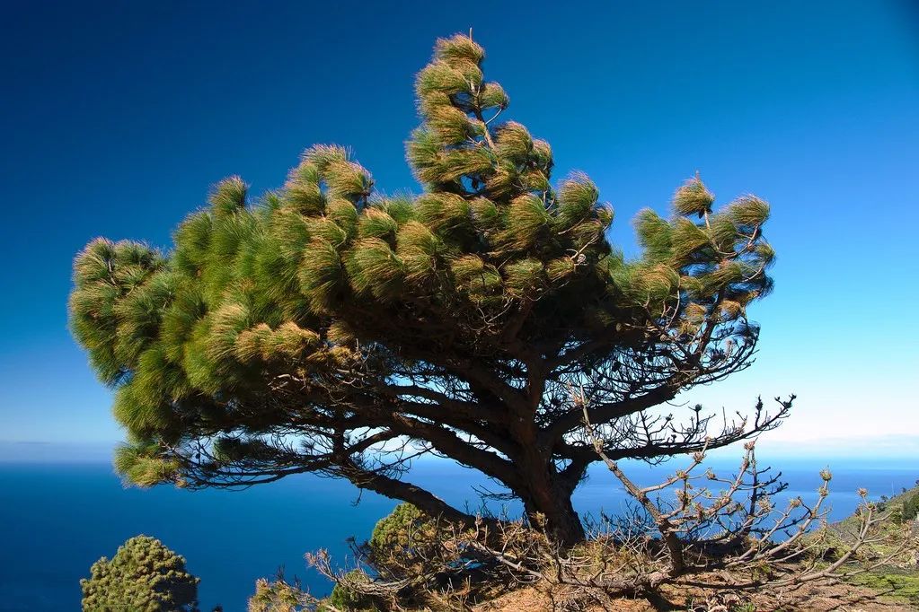 植树节诗句有哪些,植树节的诗句古诗和名言