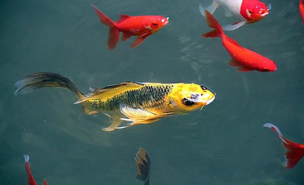 79年的羊养几条风水鱼好,71年八月生属猪人养几条风水鱼好