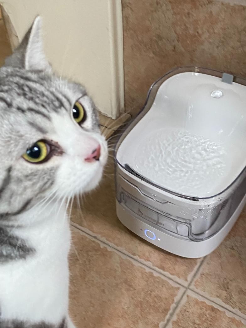 猫咪喝水自动饮水机值得买吗,猫咪不会用饮水机推荐什么