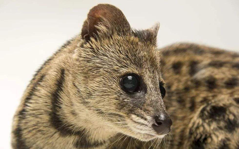 小灵猫深圳,深圳小灵猫