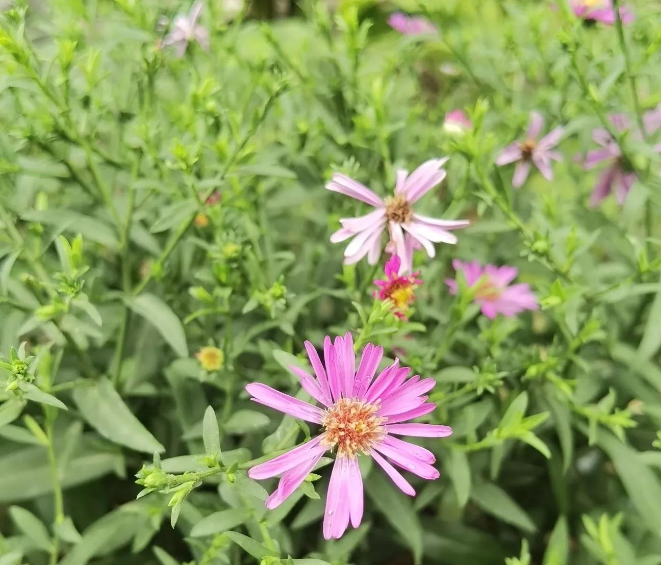 高温天气盼雨来,高温的炙烤