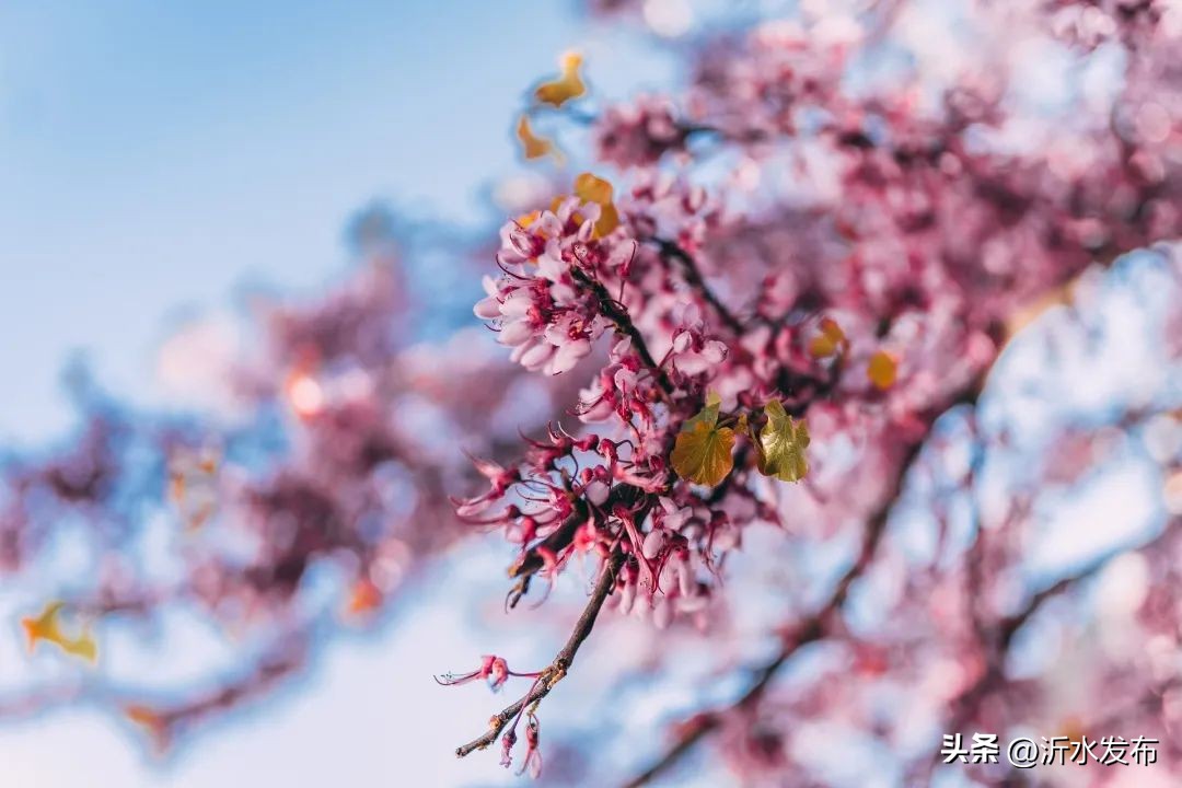 2023年财气最好的是哪几大生肖,2023年财运最好的是哪几个生肖