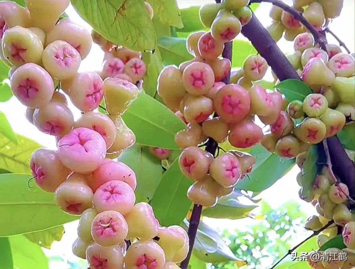 常用植物生长调节剂正确使用方法,植物调节剂喷后几个小时见效果