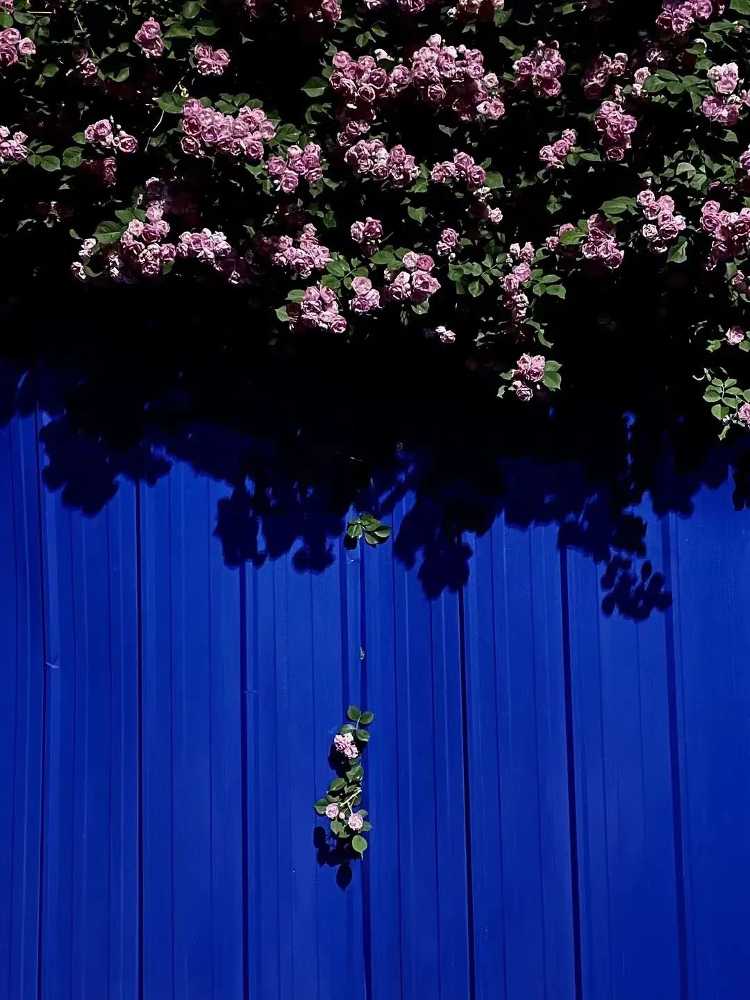 好文案英语,豆瓣上的文案