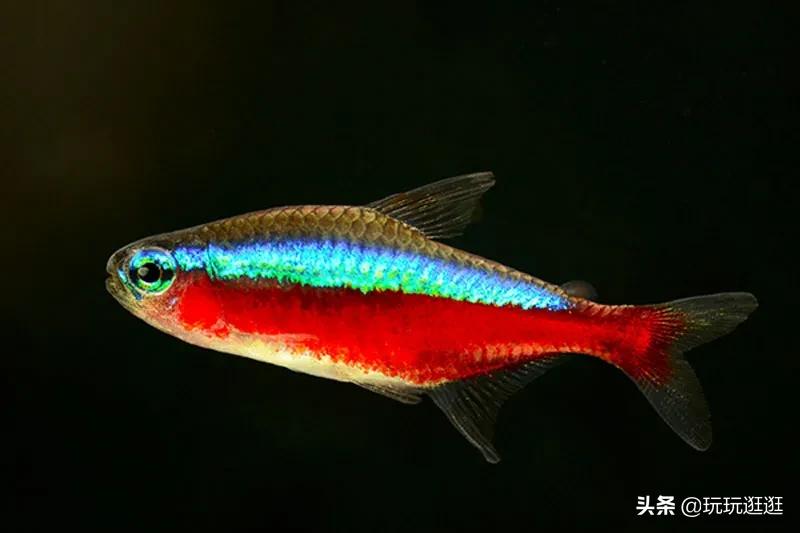 什么鱼观赏鱼不吃水草,适合在造景缸里的大型观赏鱼推荐