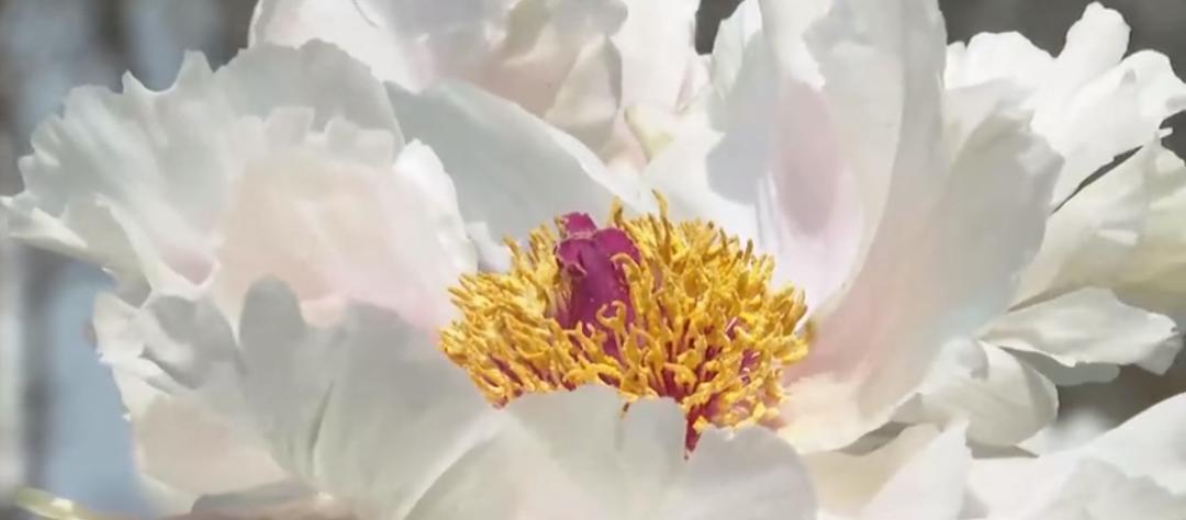 【城事】恰百花盛开品生活如蜜