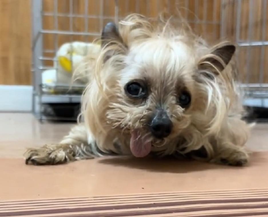 辽宁：年迈约克夏独自流落街头，小哥：如果没被发现，它该咋生存