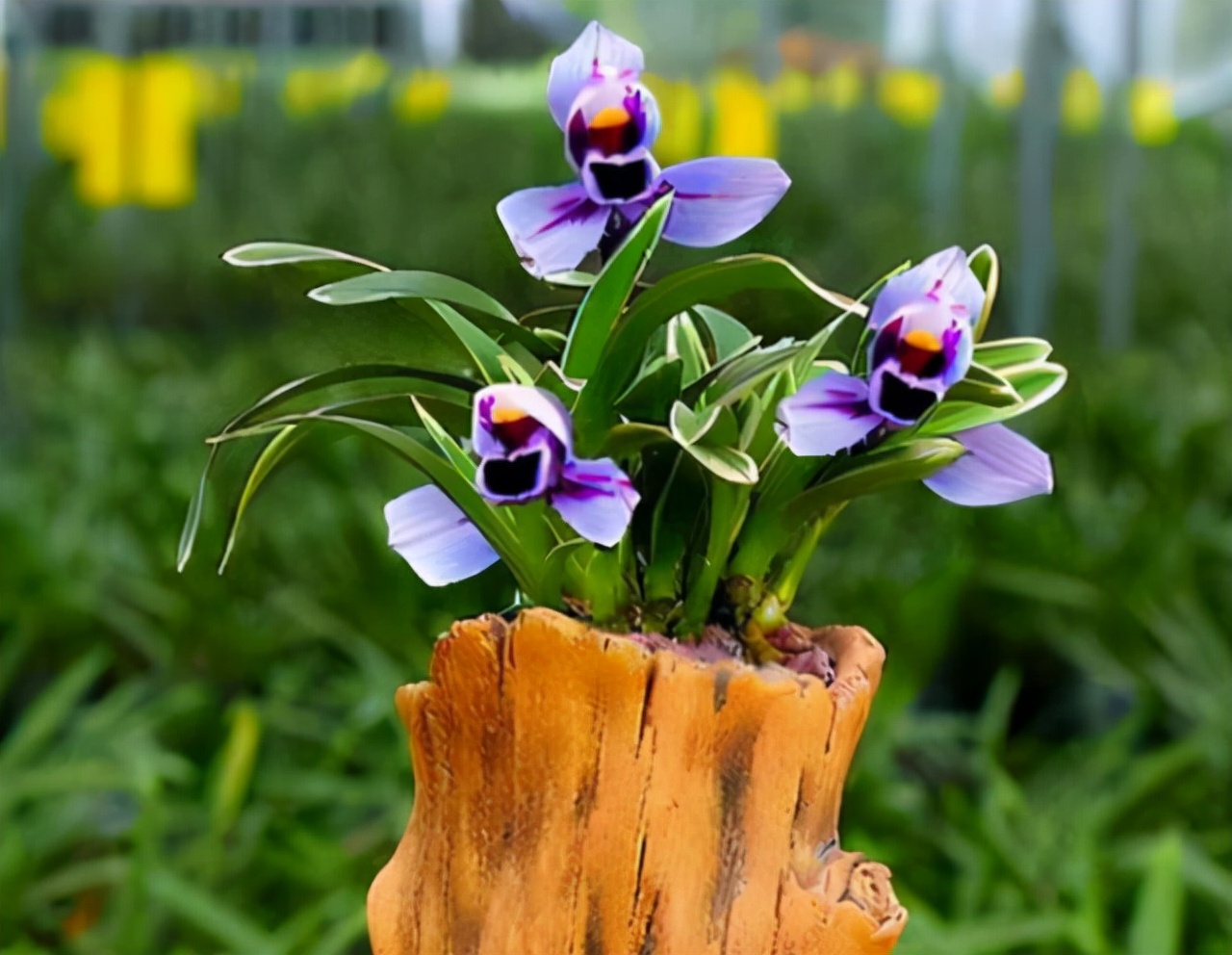 建兰紫月荷是真的吗,建兰紫月荷价格