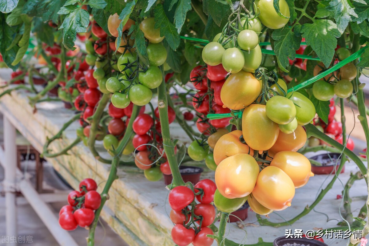 西红柿卷叶怎么治视频,西红柿卷叶一招解决