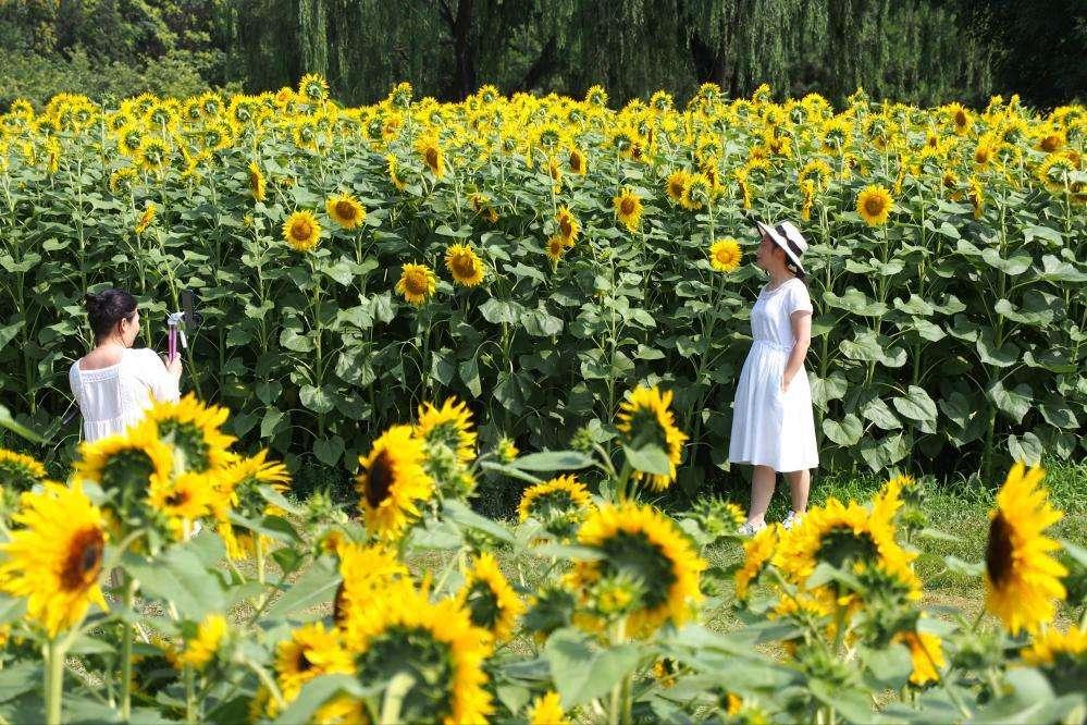 向日葵籽的功效与作用及营养价值,哪个地方种植的葵花籽营养好些