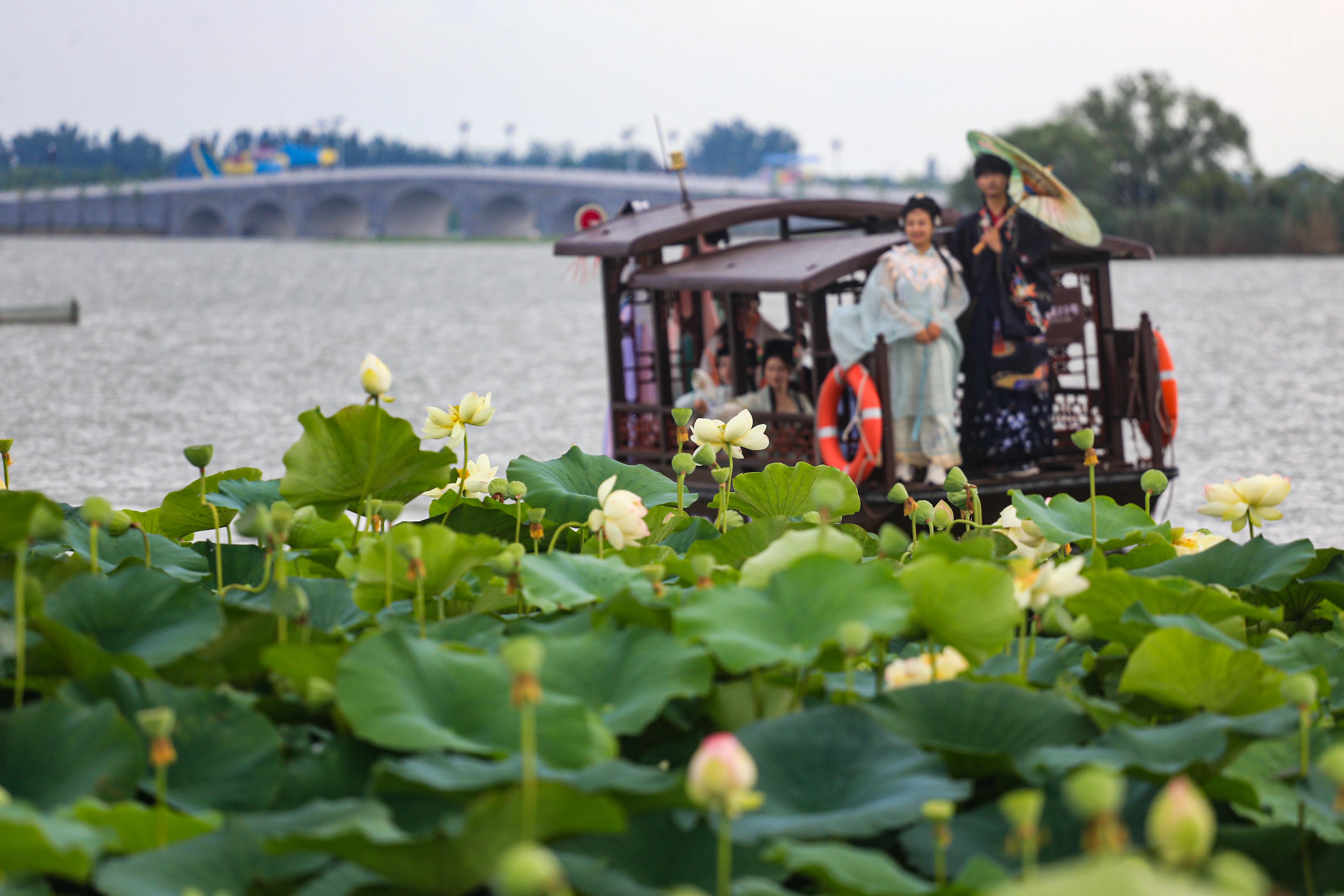 淮阳龙湖荷花何时开,中国淮阳龙湖赏荷花