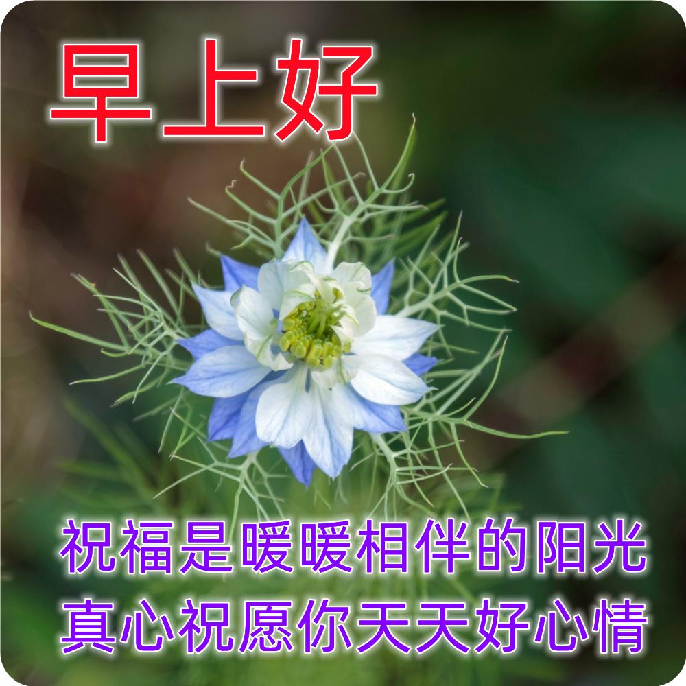早上好图片带字早安祝福语,早上好图片带字早安正能量