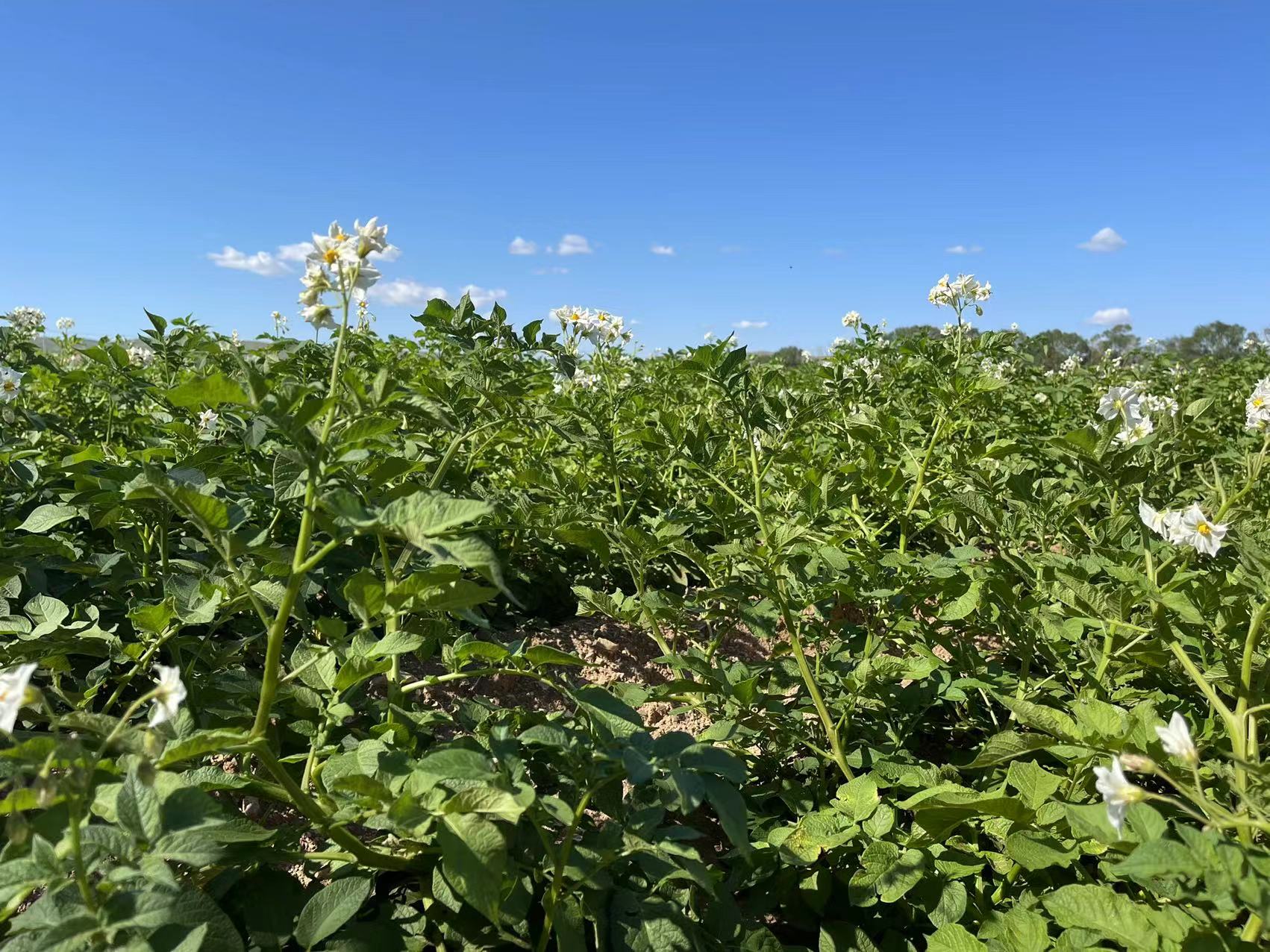 非法集资案律师有责任吗,p2p集资诈骗罪成立会抓哪些人