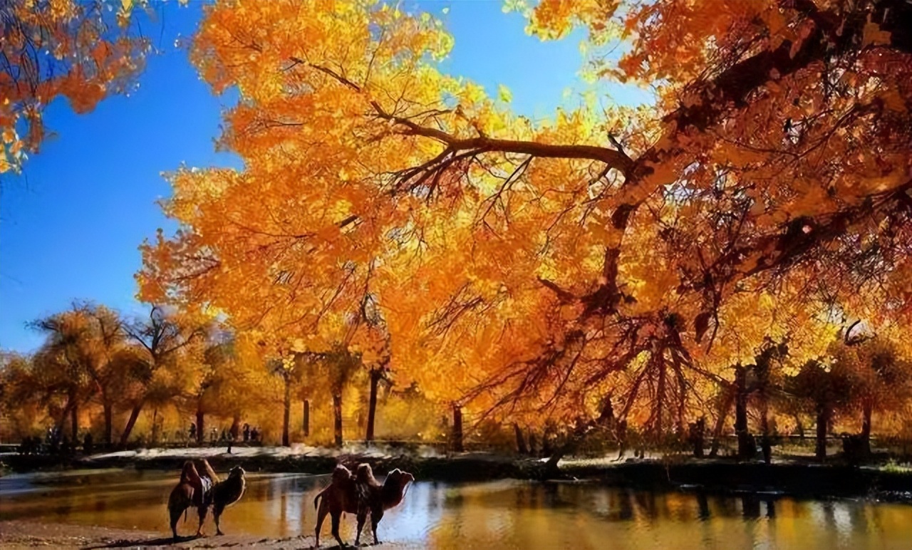 【临夏林草文化】科普篇‖胡杨铁骨千年铸，沧桑燃尽度春秋