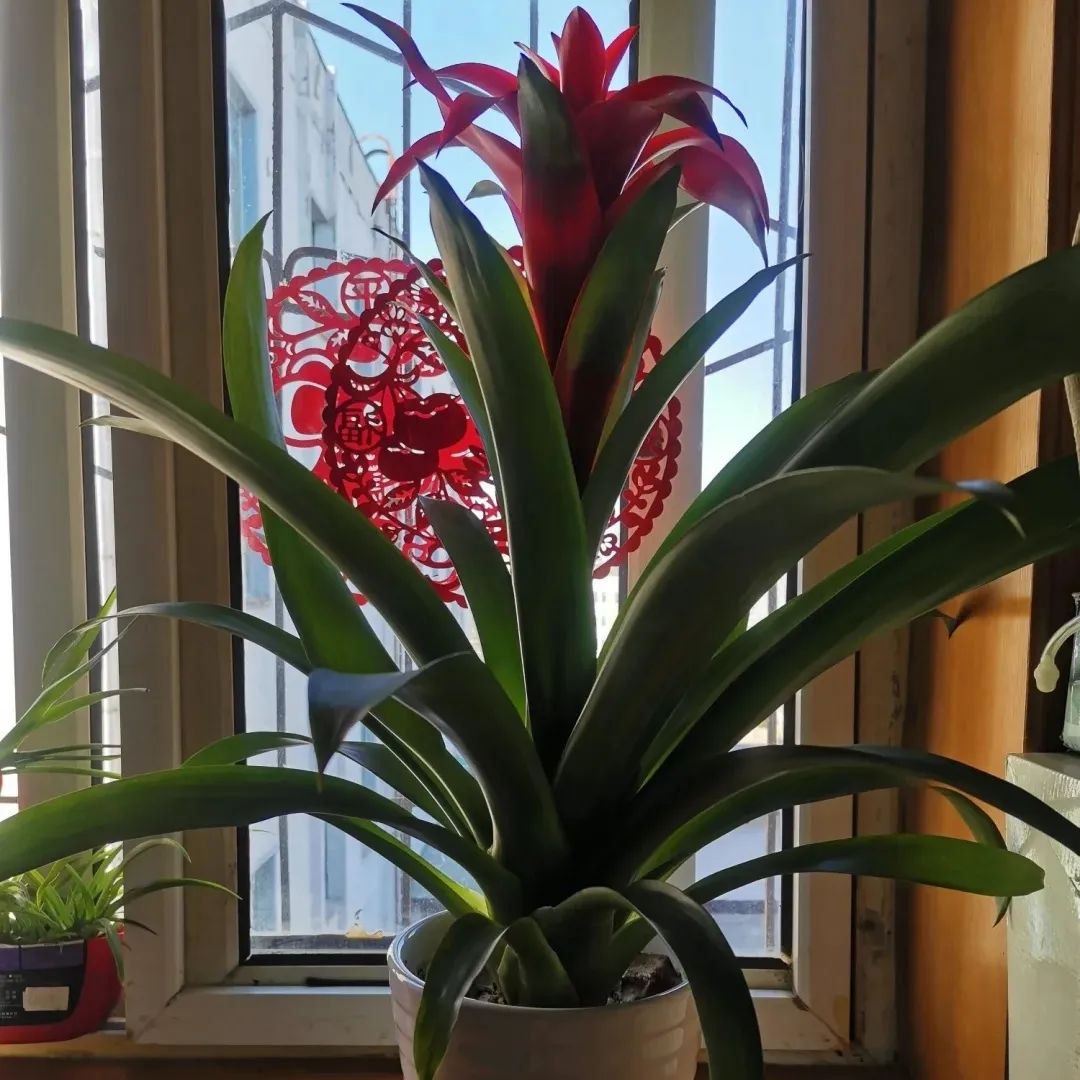 养花公认最美4种花满屋飘香,什么花可以给家里带来阳气好运