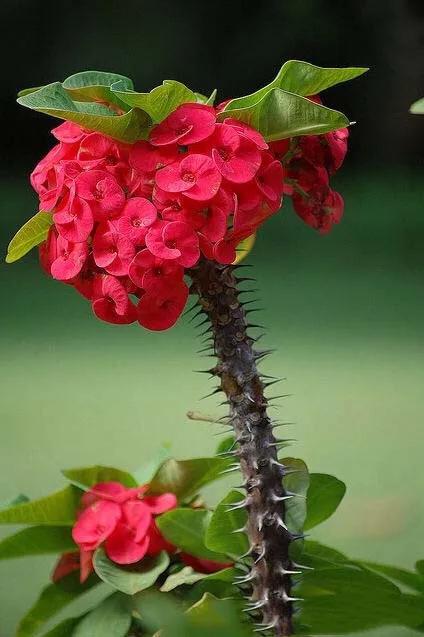 虎刺梅开花像海棠一样红,虎刺红梅花