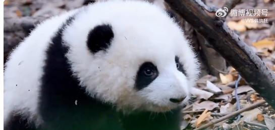 花花：接住谭爷爷给的小苹果，仿佛接住了整个世界。