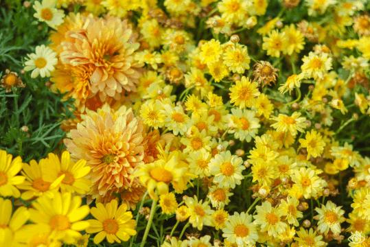 深圳3月14个赏花胜地全部免费,深圳清明节踏青赏花好去处