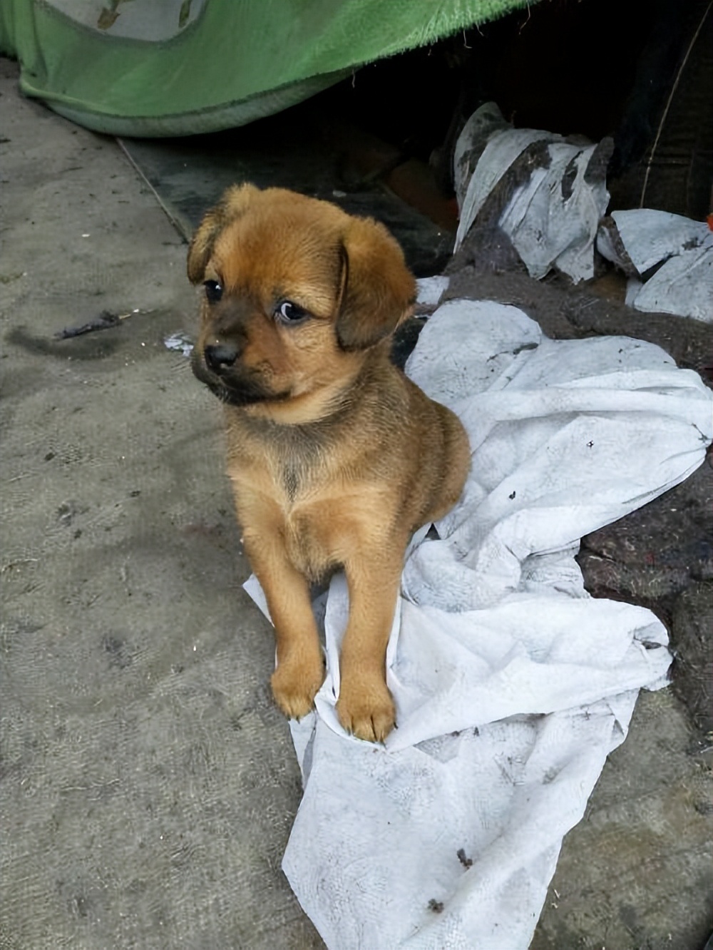 中华田园犬为什么现在越来越少了,中华田园犬为啥受其他狗欢迎