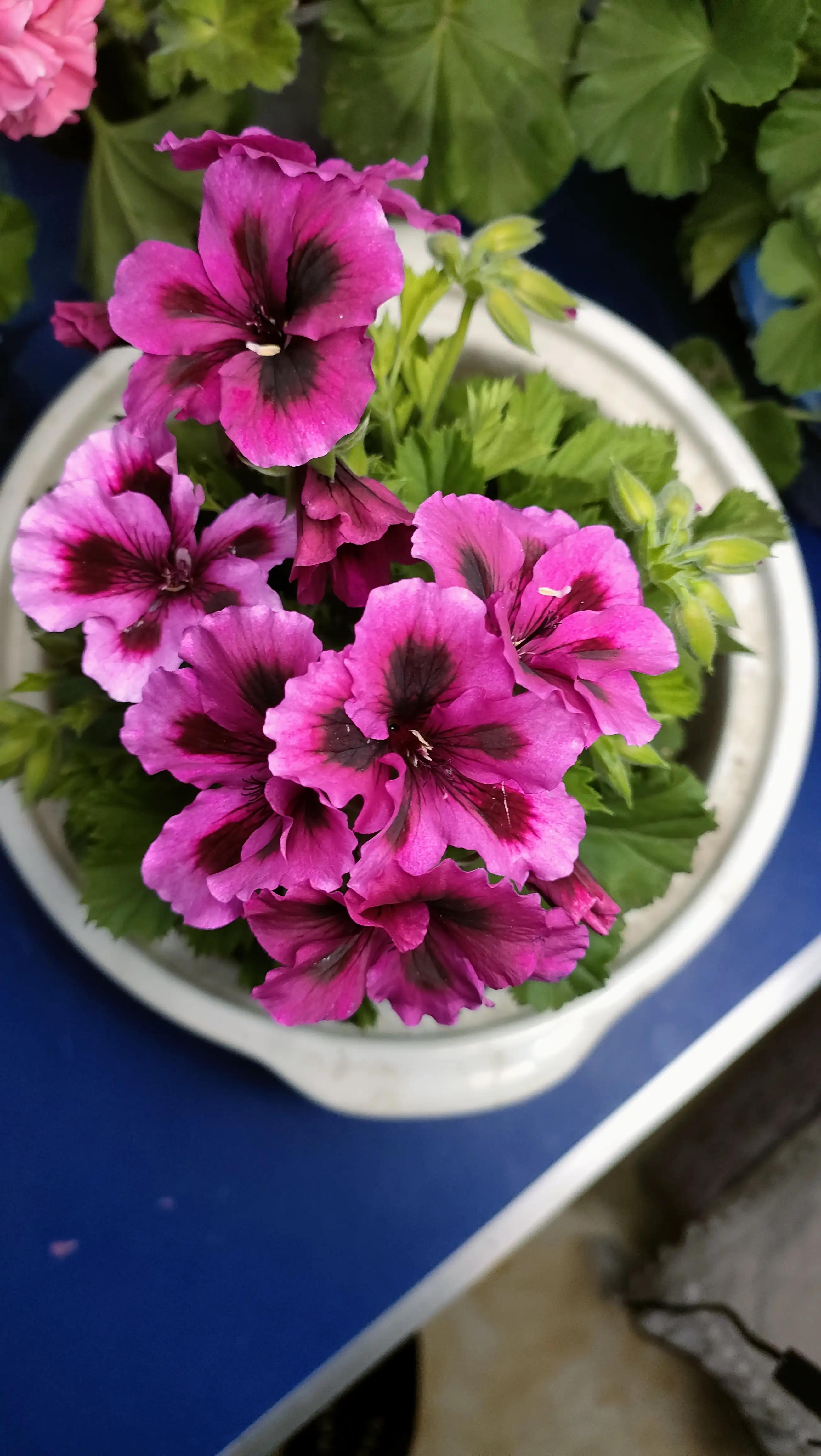 蝴蝶梅修剪视频教程,蝴蝶梅可以养老桩吗